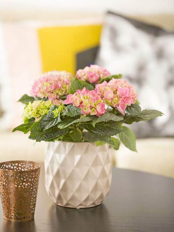 Hoa cẩm tú cầu trắng hồng