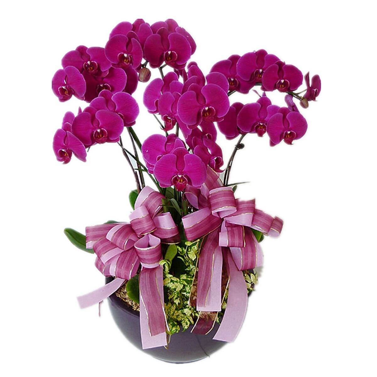 Chậu hoa lan 6 cành 03