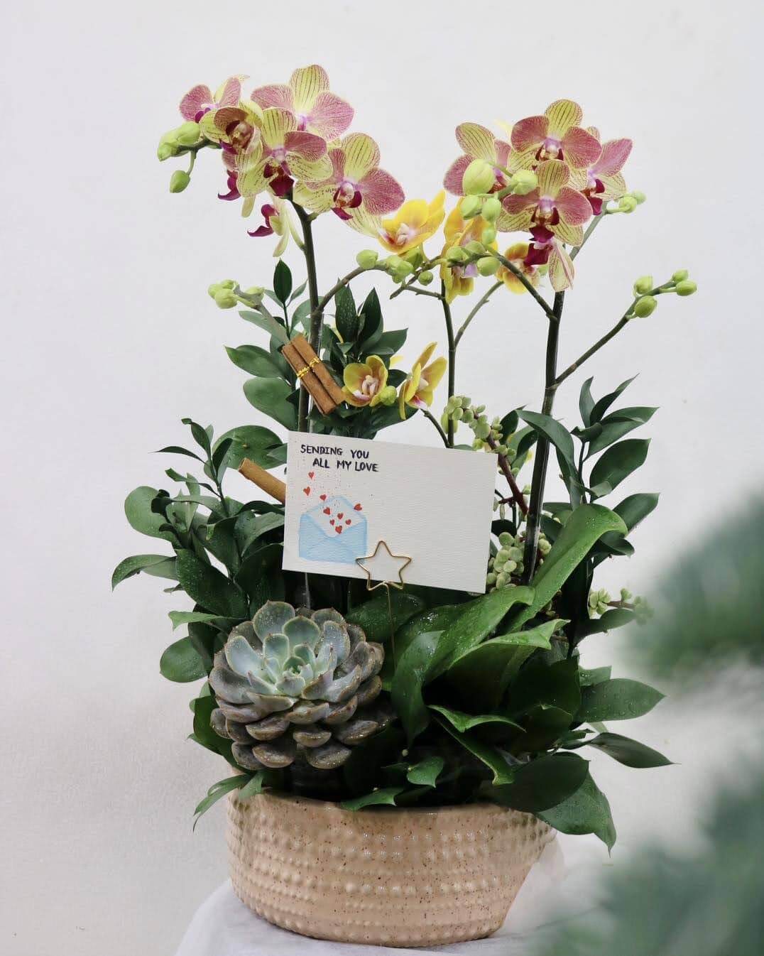 Chậu hoa lan hồ điệp 3 cành