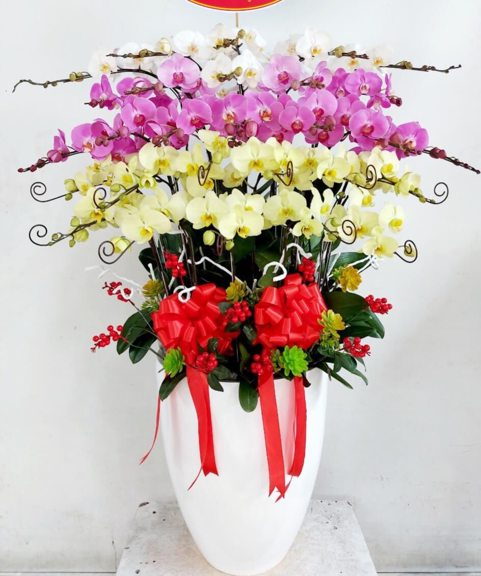 Chậu hoa lan hồ điệp 30 cành 2 màu