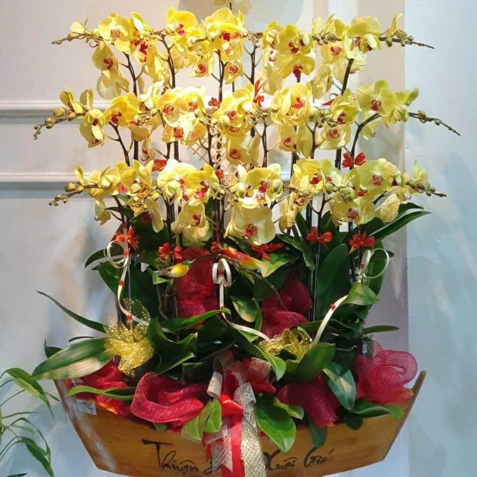 Chậu hoa lan hồ điệp 30 cành 01