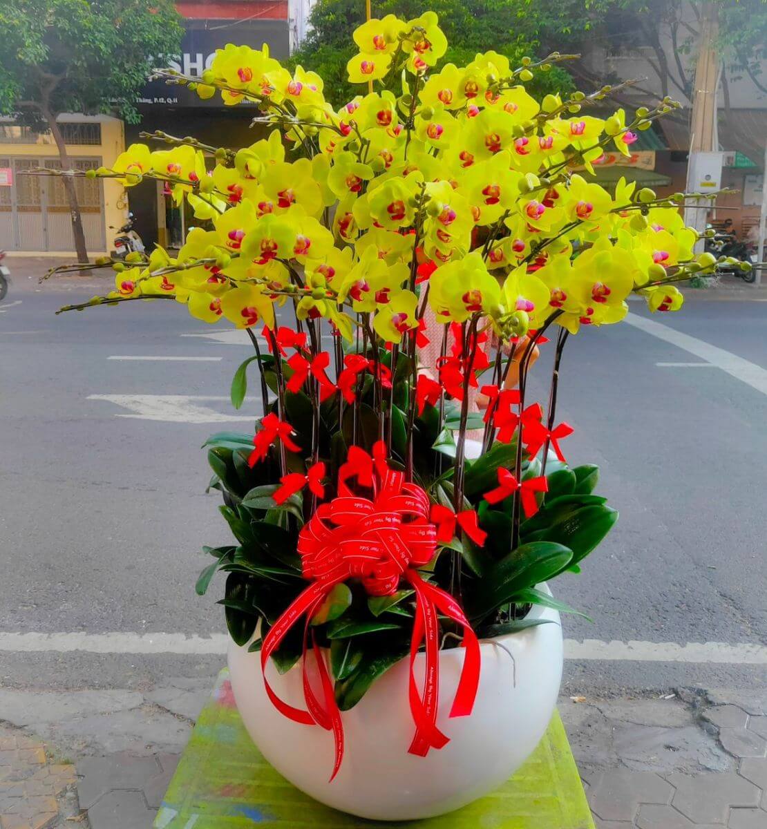 Chậu hoa lan hồ điệp 30 cành 02