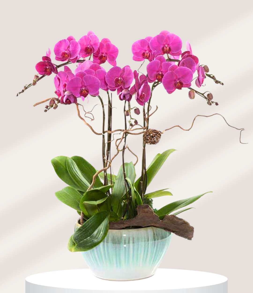 chậu hoa phong lan tím 01