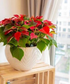 Chậu hoa trạng nguyên 03