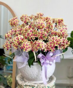 Hoa lan hồ điệp