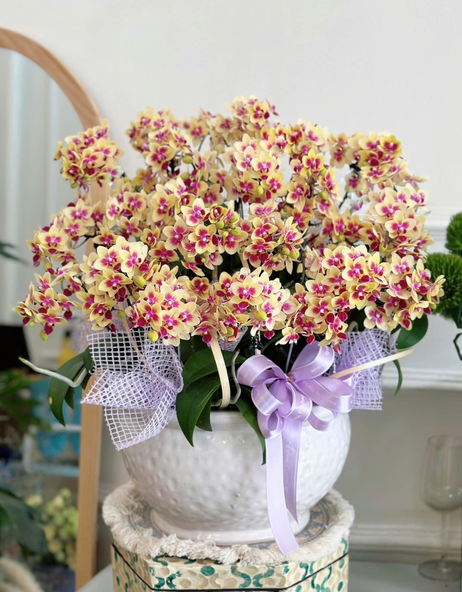 Chậu lan hồ điệp 30 cành