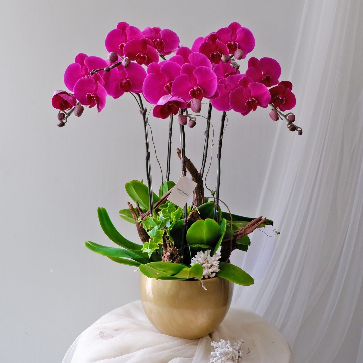 Chậu lan hồ điệp 6 cành