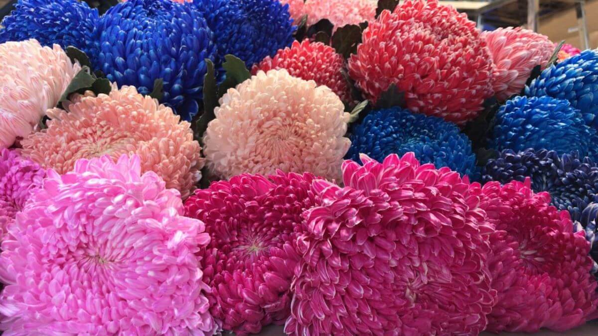 hoa cúc mẫu đơn