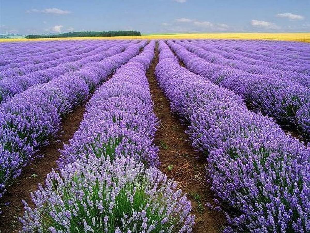 hoa lavender