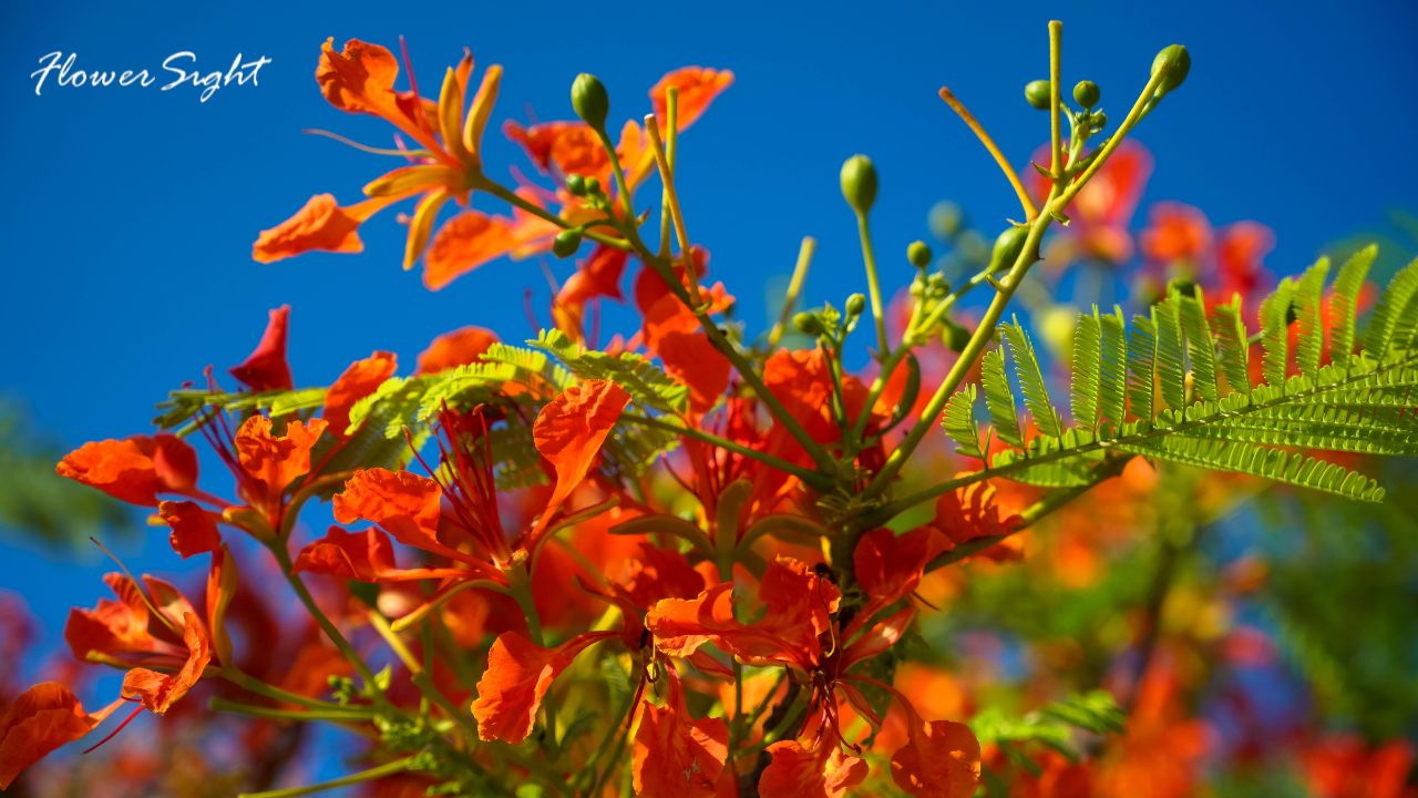 Hoa phượng chụp ảnh kỷ yếu