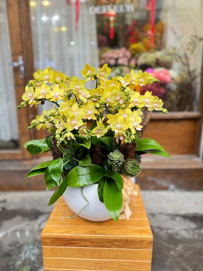 hoa sinh nhật cung bạch dương