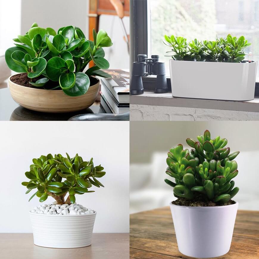 hoa sinh nhật cung kim ngưu