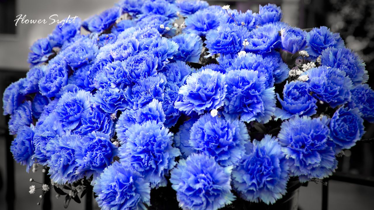 Hoa cẩm chướng xanh dương