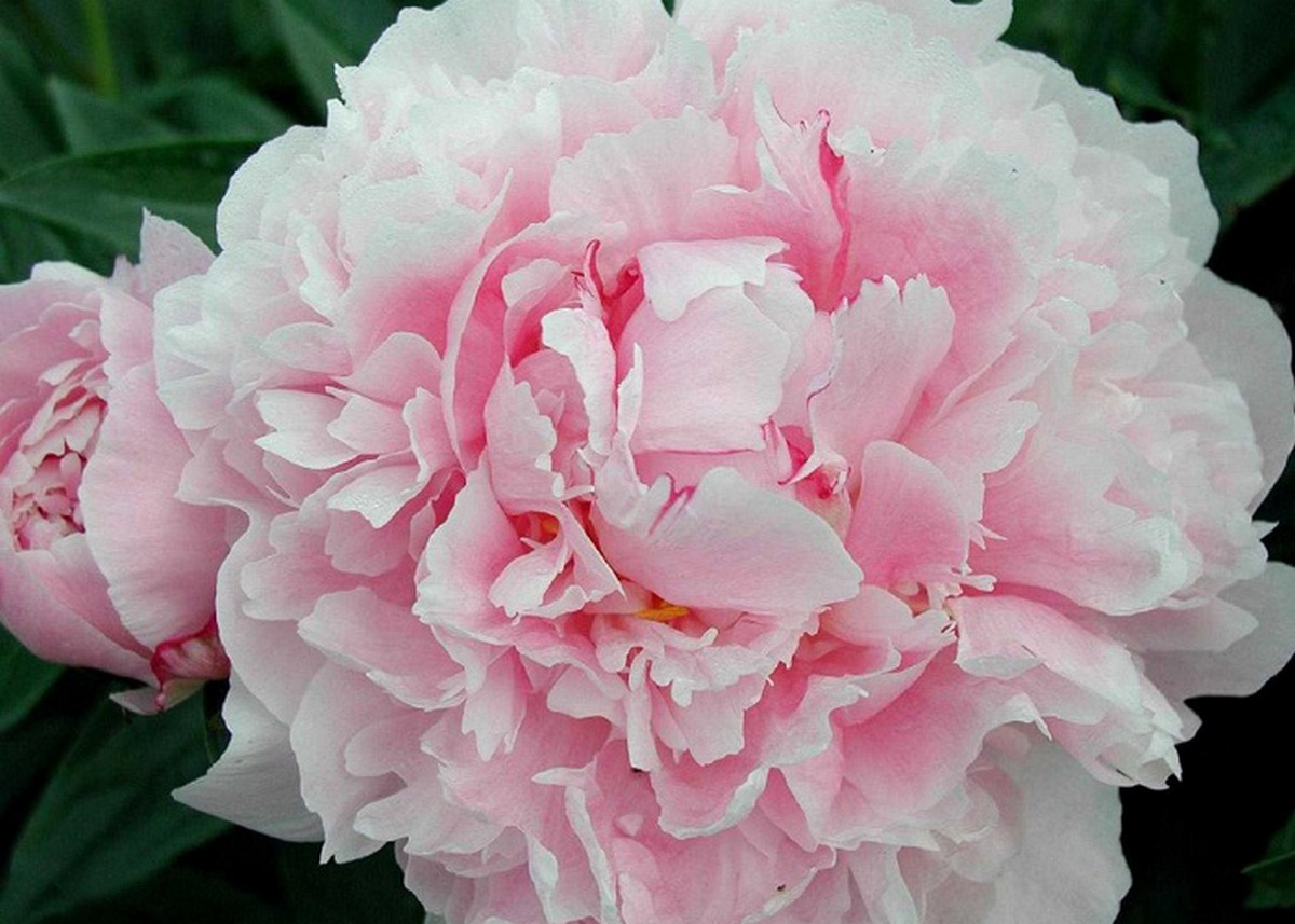 đi chùa mua hoa gì