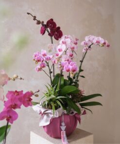 Chậu Lan Hồ ĐIệp Phúc Lộc