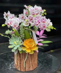 Chậu lan hồ điệp Diamond Mist Orchid