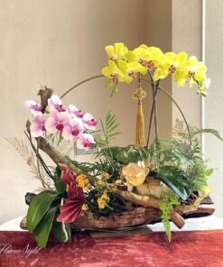 Chậu Lan Hồ Điệp It time baby