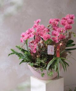 Chậu Lan Hồ Điệp Joy Twist