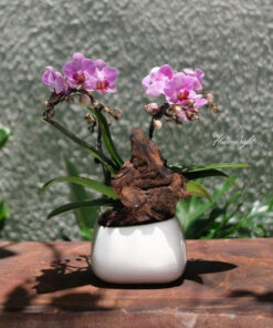 Chậu Lan Hồ Điệp Lam Ngọc