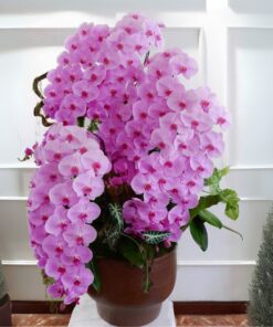 Chậu lan Hồ Điệp Moon Wink