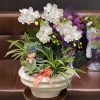 Chậu Lan Hồ Điệp Tinh Khôi ngày mới