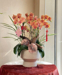 Chậu Lan Hồ Điệp Biếu Sếp Vinh Hoa Tài Lộc