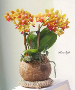 Chậu Lan Hồ Điệp Áng Mây Hồng