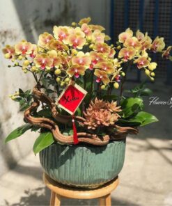 Chậu Lan Hồ Điệp Hồ Điệp Ánh Dương