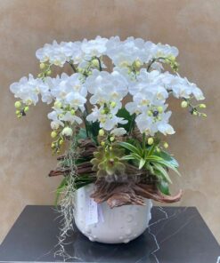 Chậu Lan Hồ Điệp Bảo Ngọc