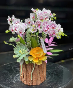 Chậu Lan Hồ Điệp Biếu Sếp Coral Charm Orchid