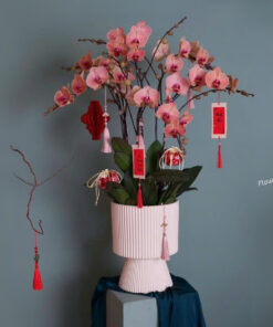 Chậu Lan Hồ Điệp Hồng Phúc