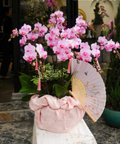 Chậu Lan Hồ Điệp Biếu Sếp Hưng Thịnh