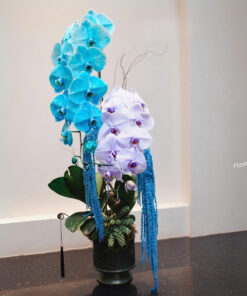 Chậu Lan Hồ Diệp Biếu Sếp Ngàn Ánh dương