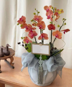 Chậu Lan Hồ Điệp Biếu Sếp Ngày Mai