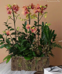 Chậu Lan Hồ Điệp Biếu Sếp Ngọc Lan Phúc