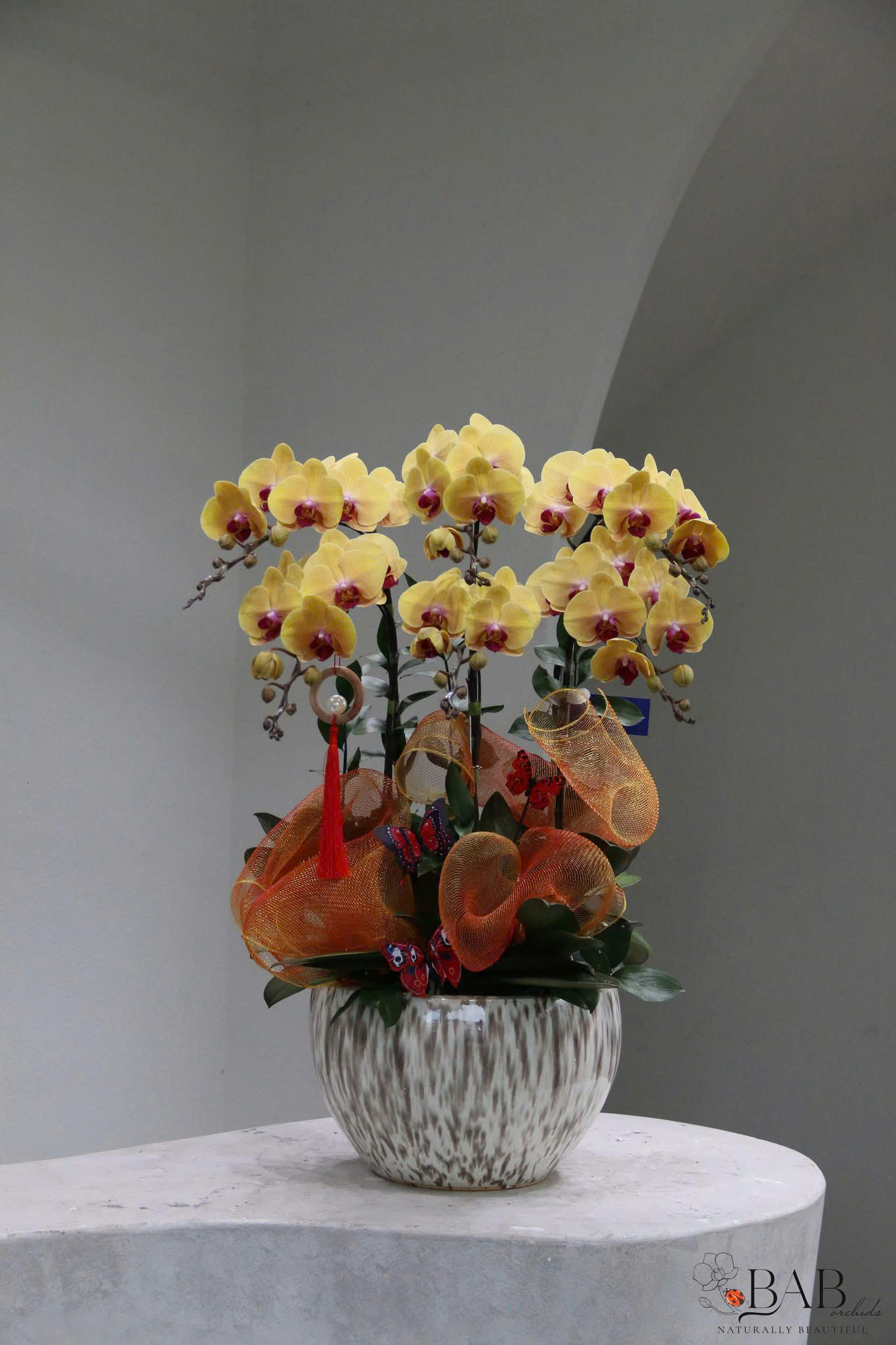 Chậu Lan Hồ Điệp Biếu Sếp Phúc Lộc An