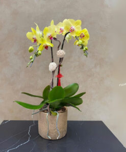 Chậu Lan Hồ Điệp Biếu Sếp Romantique