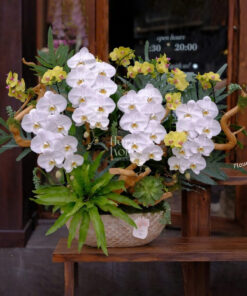 Chậu Lan hồ điệp tặng sếp