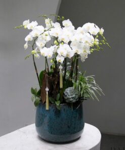 Chậu Lan Hồ Điệp Cao ốc 20
