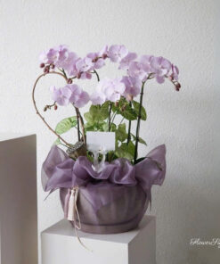 Chậu Lan Hồ Điệp Chưng Tết Animal