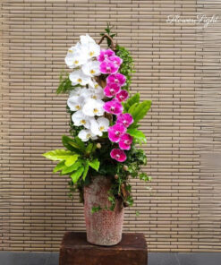 Chậu Lan Hồ Điệp Hoan hỷ sắc hồng môn