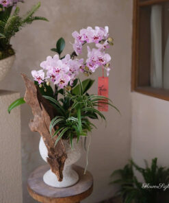 Chậu Lan Hồ Điệp Chưng Tết Hương Liên