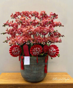 Chậu Lan Hồ Điệp Chưng Tết Hy Vọng