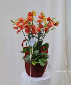 Chậu Lan Hồ Điệp Chưng Tết Ngọc Hoa Tình