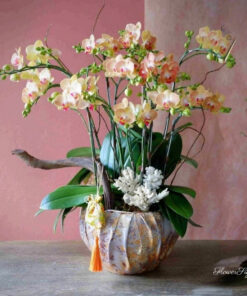 Chậu Lan Hồ Điệp Chưng Tết They said