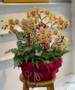 Chậu Lan Hồ Điệp Chưng Tết Vani