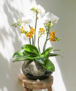 Chậu Lan Hô Điệp Copper Queen