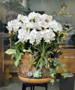 Chậu Lan Hồ Điệp Đại Angel