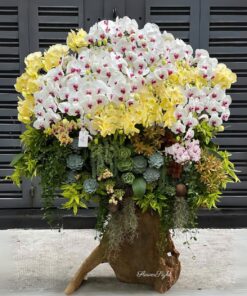 Chậu Lan Hồ Điệp Đại Cute