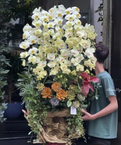 Chậu Lan Hồ Điệp Đại First Love